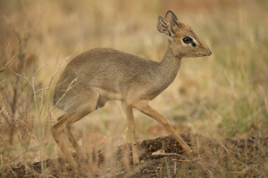 dik-dik
